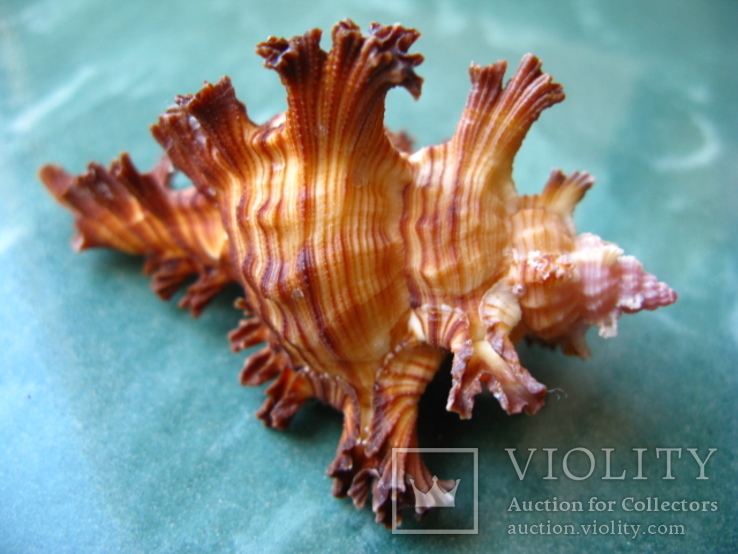 Морская ракушка Чихореус Chicoreus palmarosae 83 мм, фото №4