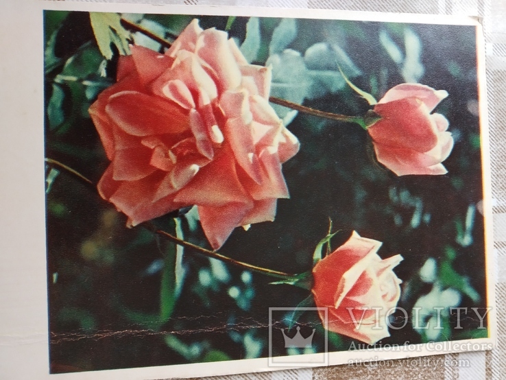 Розы. 1962р., фото №2