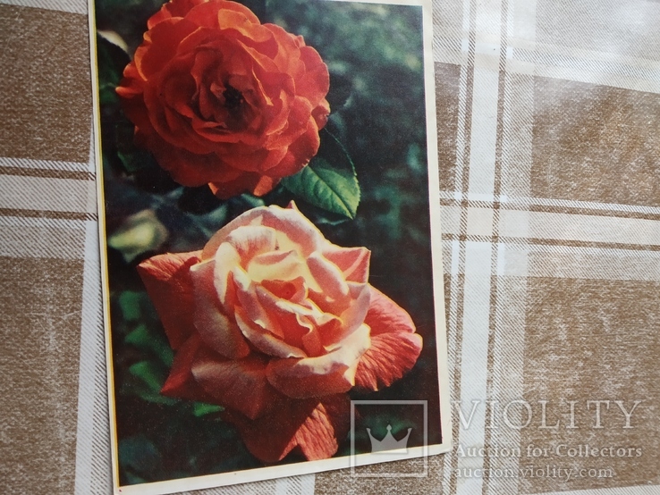 Розы. 1962р. #1, фото №2