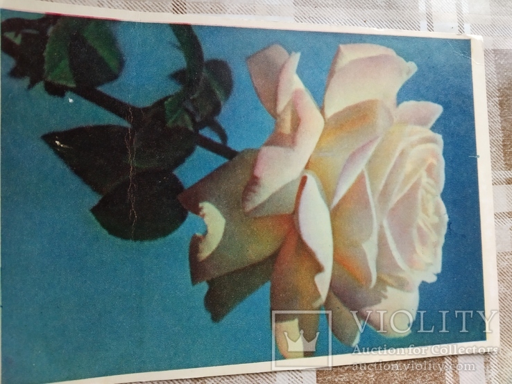 Белая роза. 1962р., фото №2