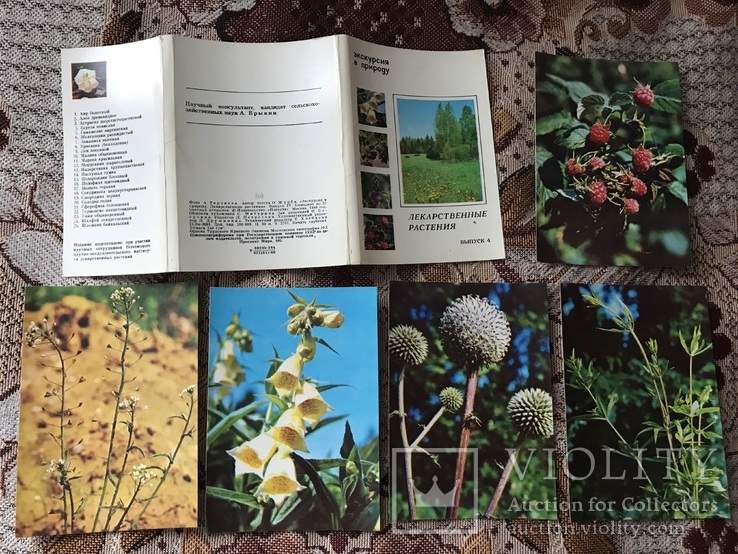 Набір листівок Лікарські рослини, фото №2