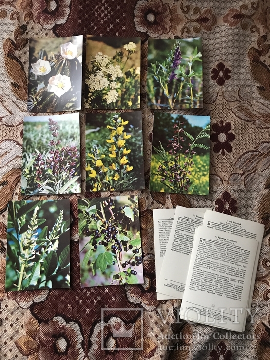 Набір листівок Лікарські рослини, фото №4