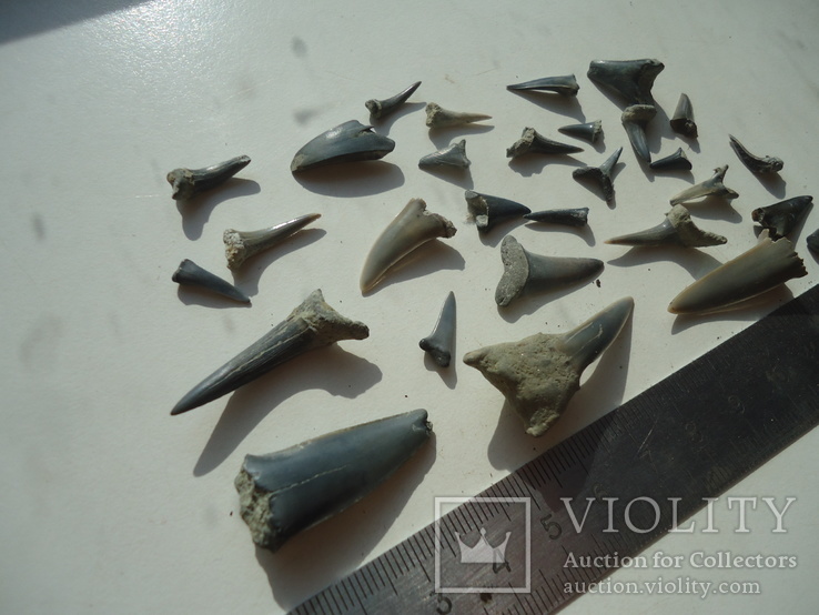 Окаменевшие зубы акул.60млн лет.+бонус, фото №5