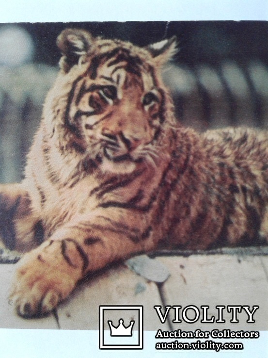 Тигр. (Фото С.Беленьког, Г.Фарбера, 1968 год. Чистая)., фото №4