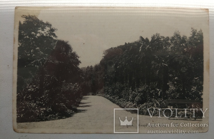 1930-е, Крым, Никитский ботанический сад, фото №2