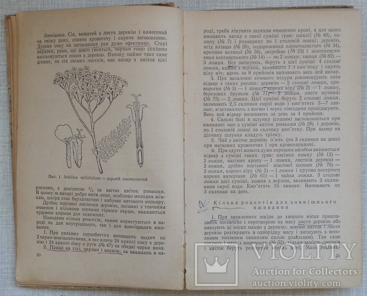 Лікарські рослини і способи їх застосування в народі 1958, фото №4