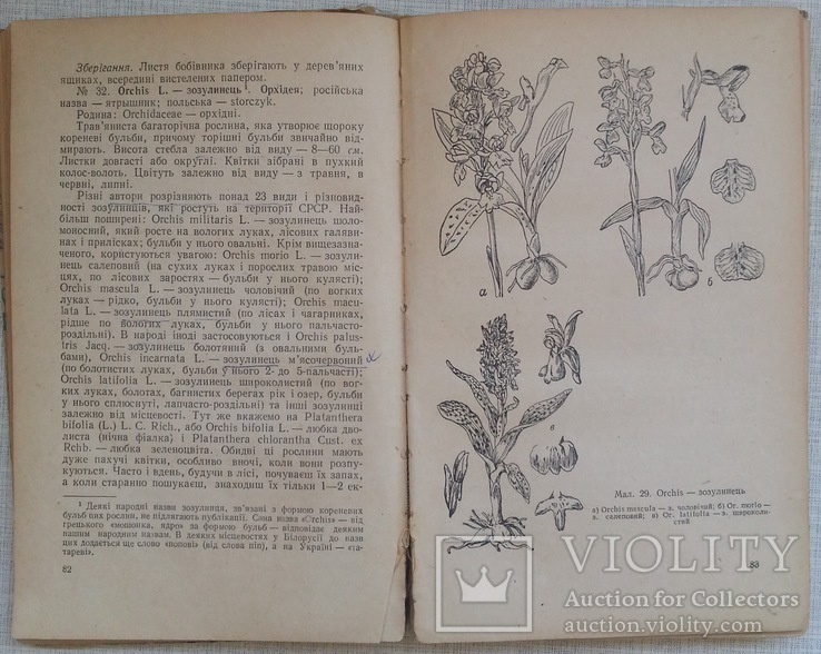 Лікарські рослини і способи їх застосування в народі 1958, фото №5