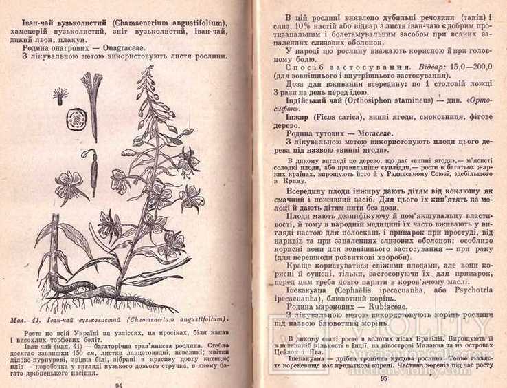 Лікарські рослини в народній медицині.1971 р, фото №8