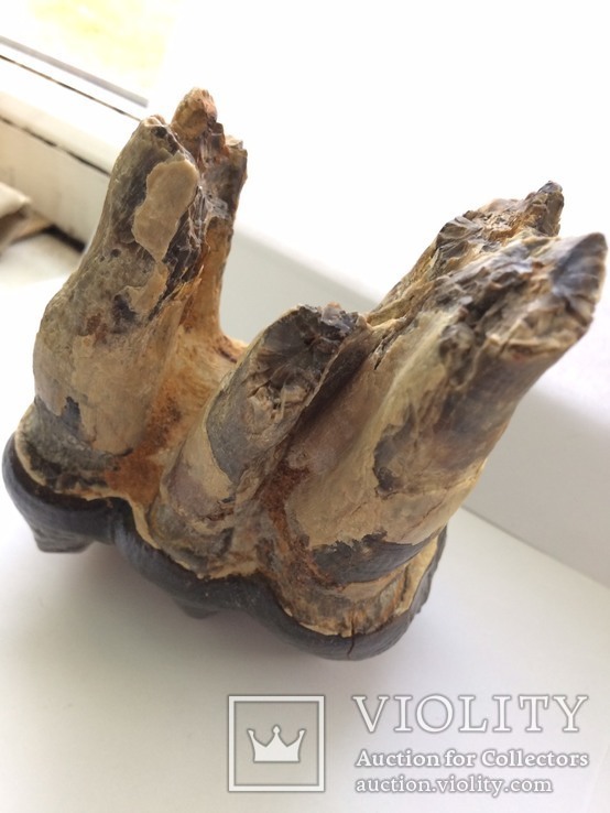 Зуб мастодона 1.76кг, фото №5