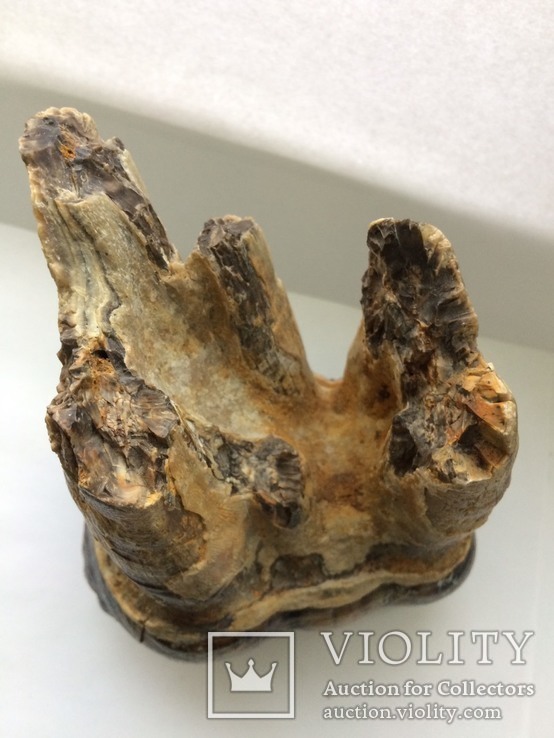 Зуб мастодона 1.76кг, фото №9