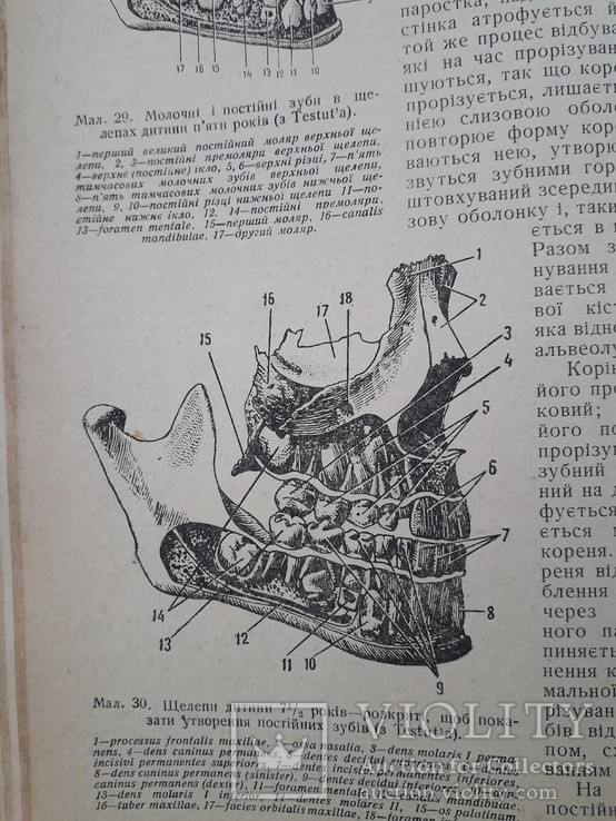 1938 р. Анатомія людини. В. П. Воробйов, фото №7