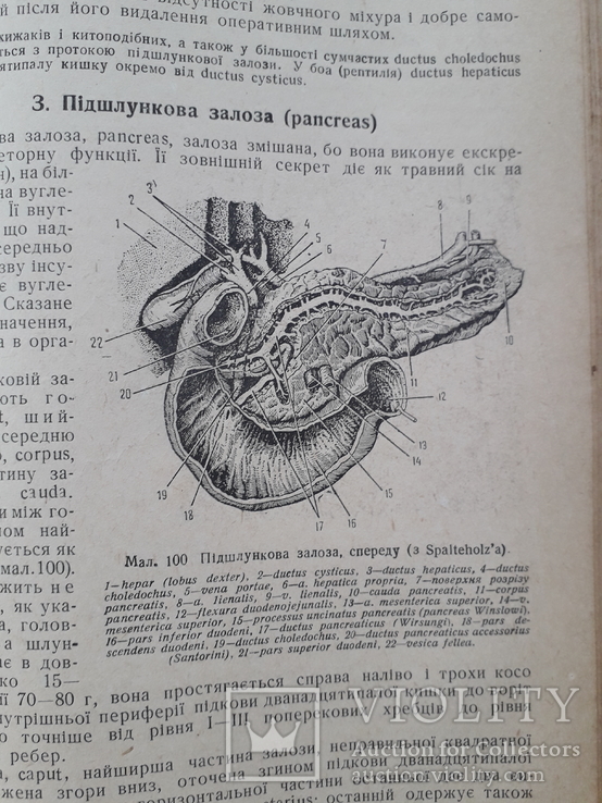 1938 р. Анатомія людини. В. П. Воробйов, фото №8