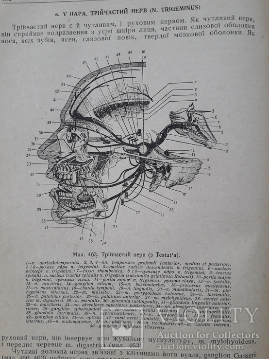 1938 р. Анатомія людини. В. П. Воробйов, фото №11