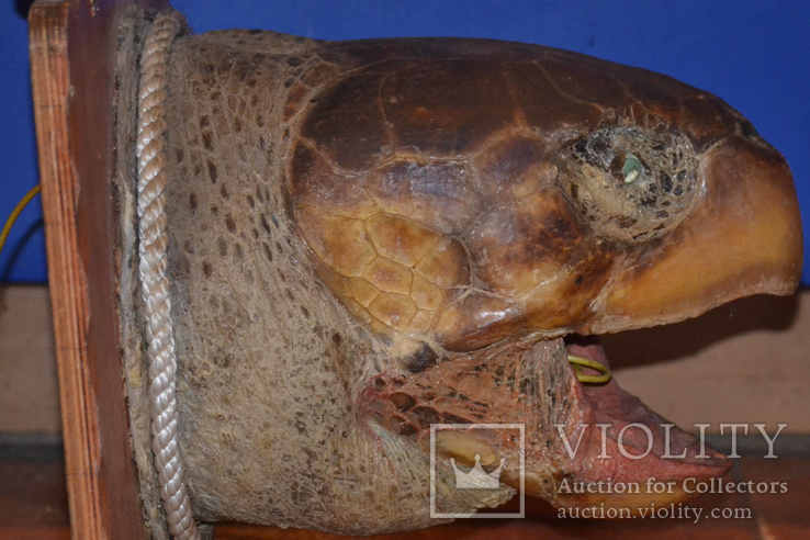 Голова слоновьей черепахи, фото №2