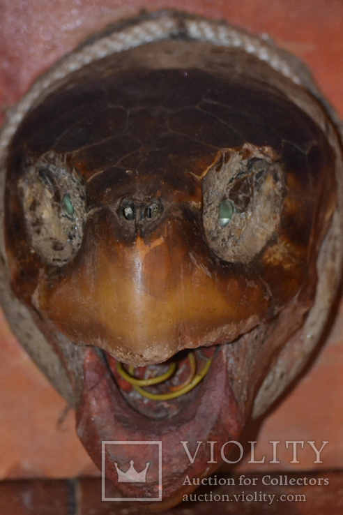 Голова слоновьей черепахи, фото №3