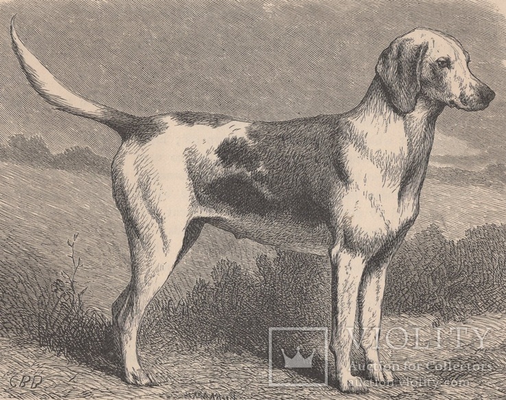 Старинная иллюстрация. 19 век. Принты с собаками