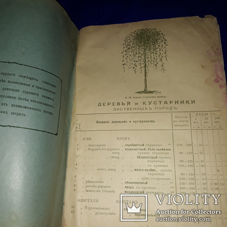 1909 Каталог деревьев Минск 25х17 см., фото №4