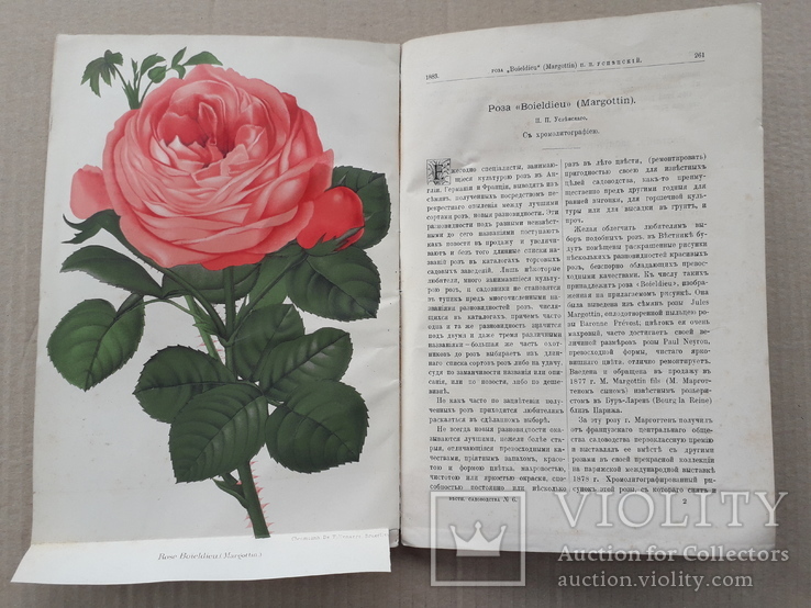 1883 г. Роза, флокс (садоводство), фото №2