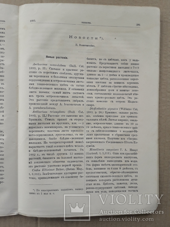 1883 г. Роза, флокс (садоводство), фото №12