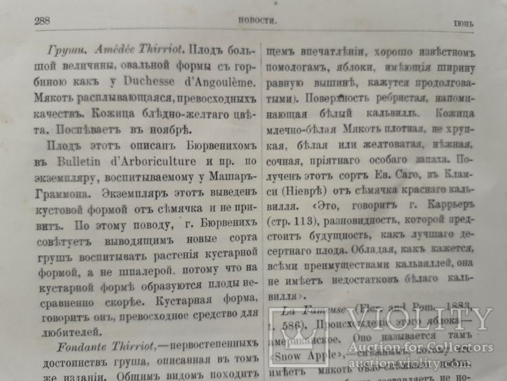 1883 г. Роза, флокс (садоводство), фото №13