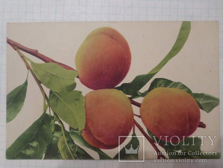 Персики №2, фото №2