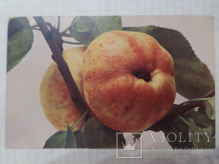 Яблоки, фото №2
