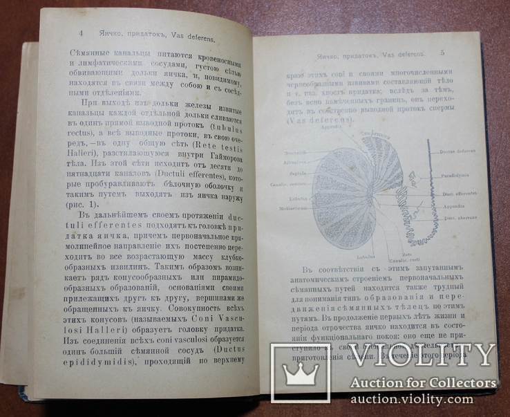 Расстройство половой деятельности у мужчин и ее лечение, фото №7