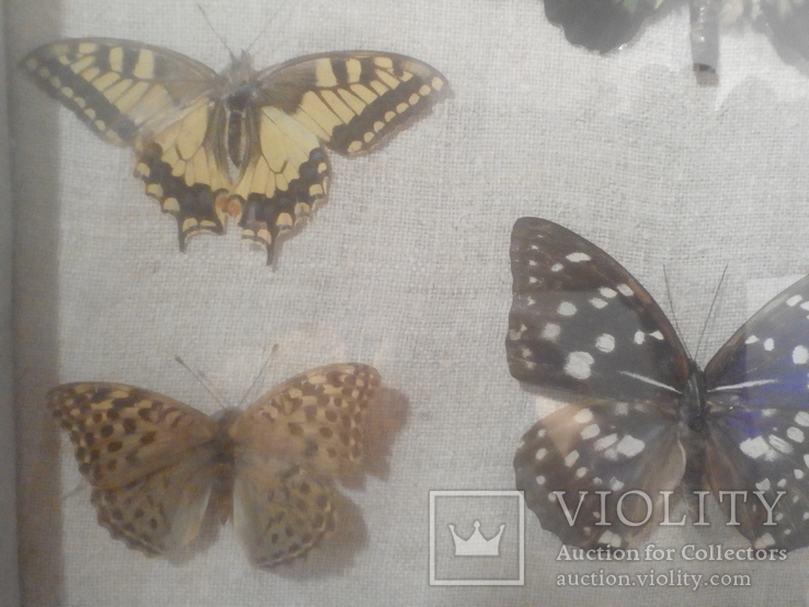Коллекция бабочек под стеклом, фото №7