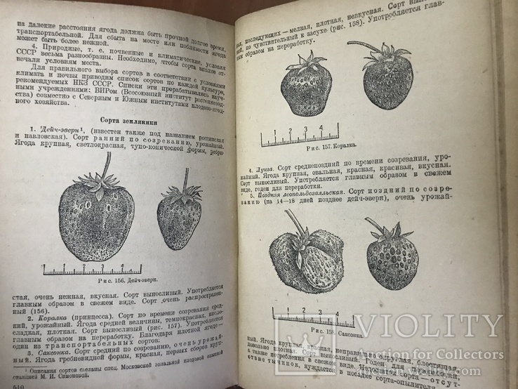 1934 Плодоводство, экономика и Агротехника плодово-ягодных культур, фото №2