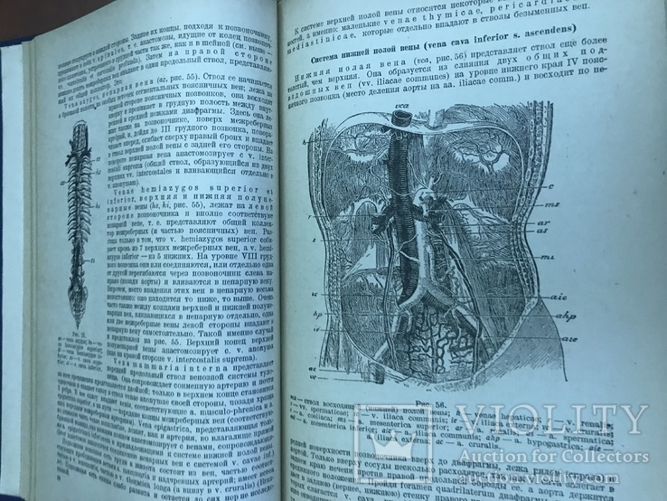1938 Анатомия человека, 2 тома, фото №13