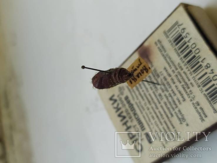 Куколка насекомого 1808 года., фото №4