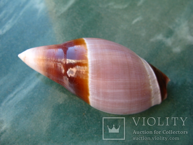 Морская раковина Ancilla rubiginosa 65 мм