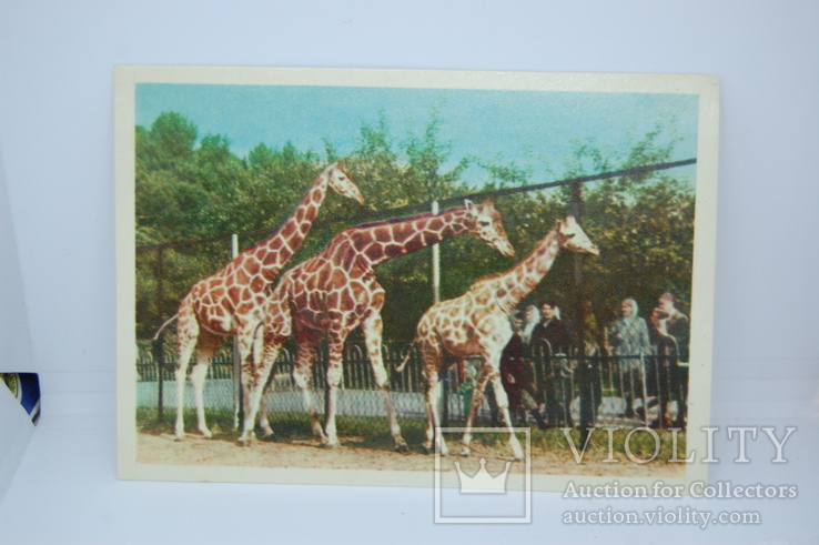 Открытка 1963 Зоопарк. Семья жирафов, фото №2
