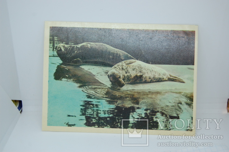 Открытка 1963 Зоопарк. Балтийские тюлени, фото №2