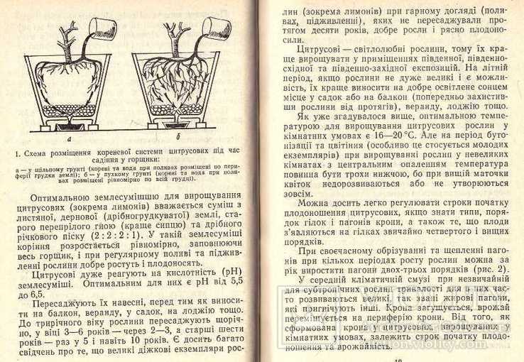 Сад на підвіконні.1990 г, фото №7