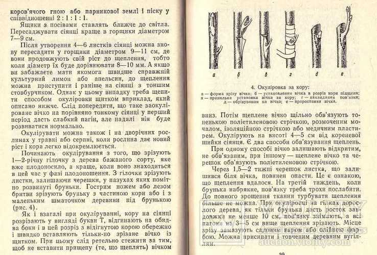 Сад на підвіконні.1990 г, фото №9