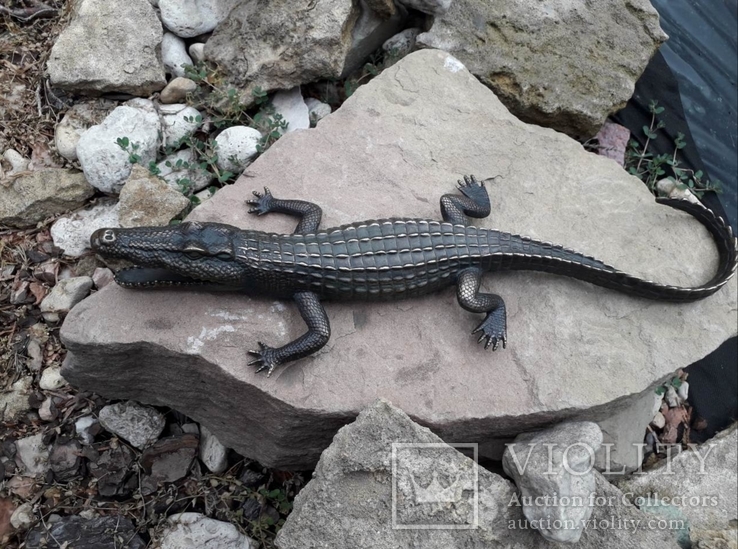 Крокодил бронза  (Crocodile bronze), фото №11