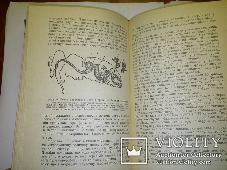 Лікувальні властивості меду і бджолиноі отрути (1960 г), фото №6