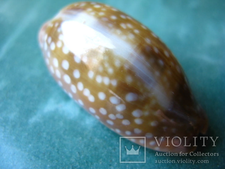Морская раковина Ципрея Macrocypraea cervinetta 60 мм, фото №4