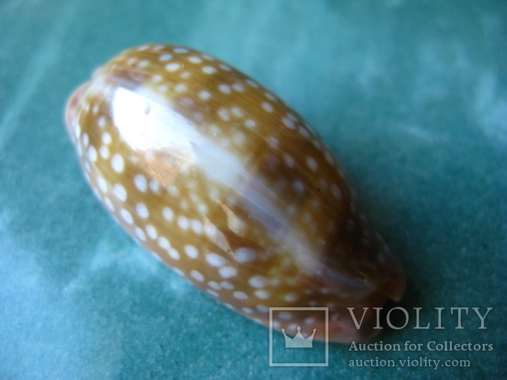 Морская раковина Ципрея Macrocypraea cervinetta 60 мм, фото №5
