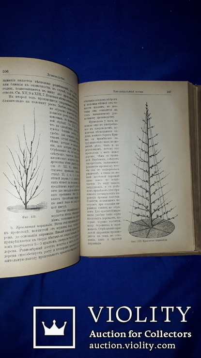 1901 Русский огород и плодовый сад, фото №9