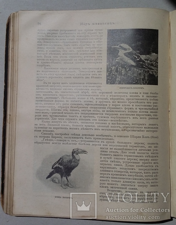 Мир животных Чарльз Корниш 1910 год (301), фото №8