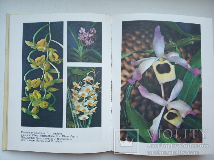 Орхидеи, фото №6