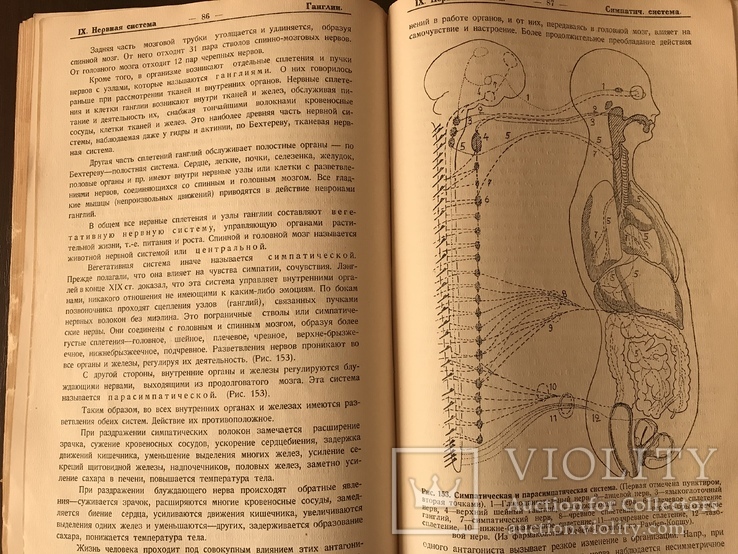 1927 Зарождение и организация человека, фото №8