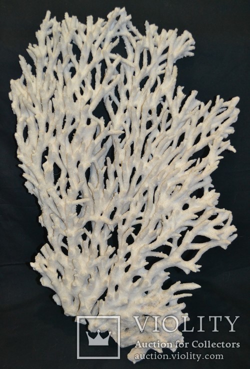 Ветка из белого коралла. 4460грамм 68х43см