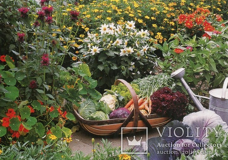 Открытки садоводство цветы овощи, фото №3