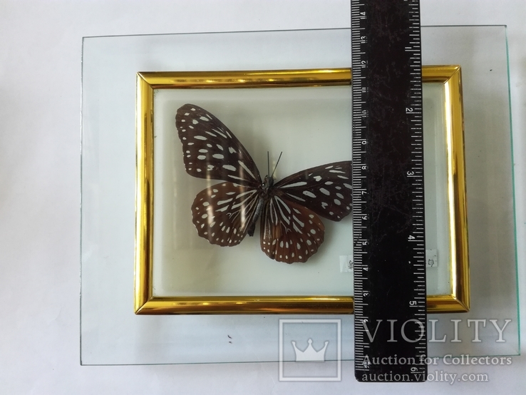 Бабочка в коробочке под стеклом., фото №4