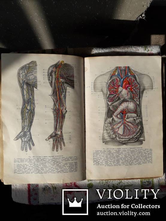 Анатомия (с основами гистологии и эмбриологии) под ред.проф.В.М.Годинова, фото №6