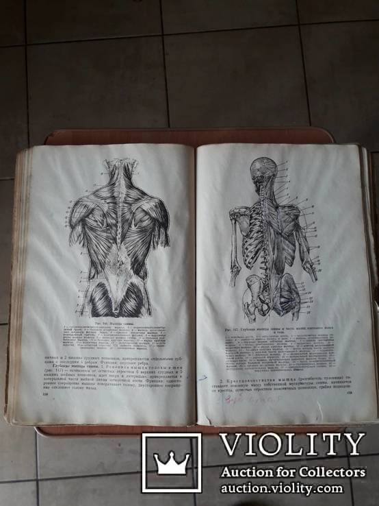 Анатомия (с основами гистологии и эмбриологии) под ред.проф.В.М.Годинова, фото №7