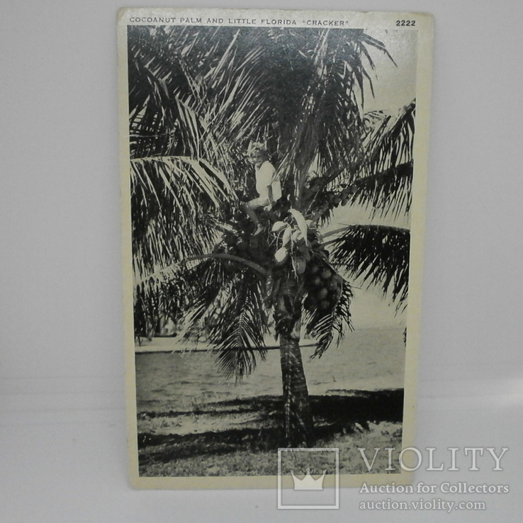 Открытка США. Флорида. Сбор кокосов. Мальчик на пальме, фото №2